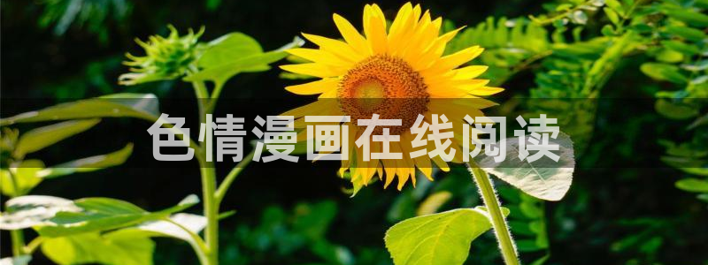 汗汗漫画首页登录：色情漫画在线阅读